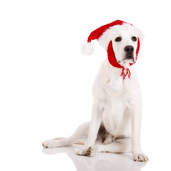 Portrait of a Labrador retriever with a Santa hat isolated on white background