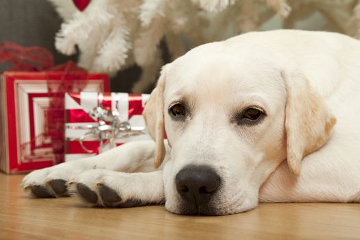 Beautiful Labrador retriever on Christmas day lying on the floor