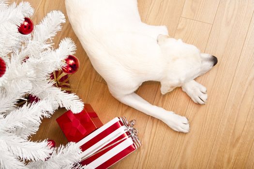 Beautiful Labrador retriever on Christmas day lying on the floor