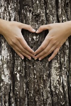 Female hands making an heart shape on a trunk of a tree. Great ecology concept