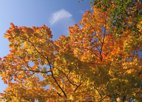 clseup photo of fall colors maple leaves in NYS