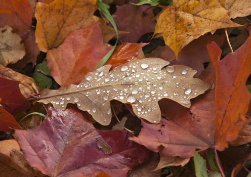 Wet autumn leaves with drop of dew