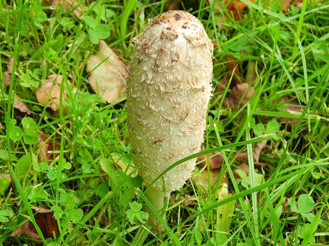 Inky cap in autumn