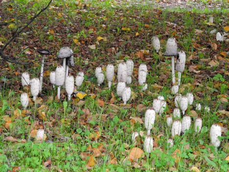 Inky caps in Latvia in autumn