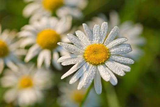 chamomile with early dew in meadow, selective focus