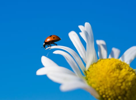 red ladybird on chamomile petal before fly, selective focus