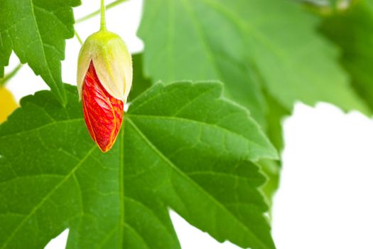 Red flower and green leaves