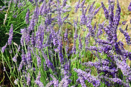 Lavender flowering in field on summer day