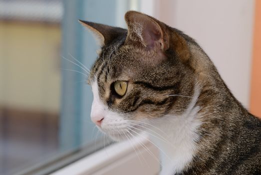 Domestic cat looking out of window