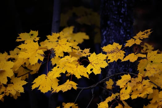 Yellow Maple leaves with black background, autumn