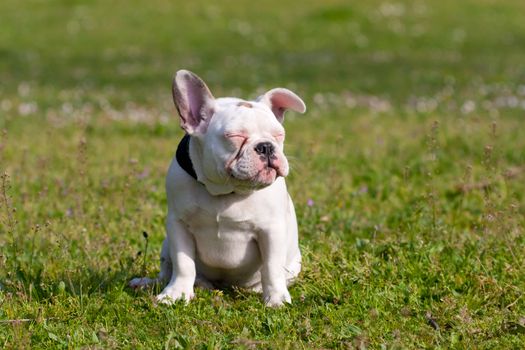 Adorable French Bulldog Puppy relaxing on a sunny day