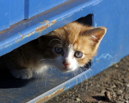 The small red kitten is hidden from the chamber