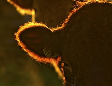 Head of an ox.