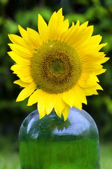 a sunflower in a bottle 