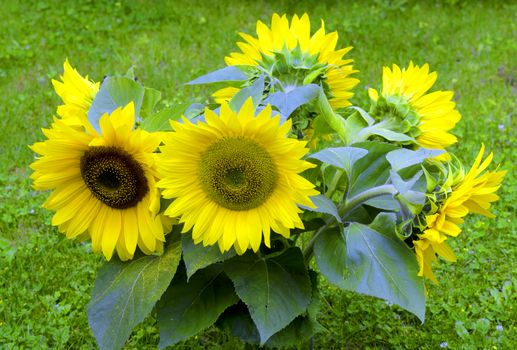 a bouquet of sunflowers