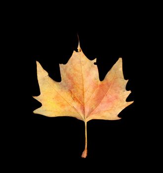 Fallen autumn leaf isolated on black background