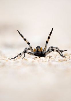 Big spider (Lycosa Singoriensis) crawling on the ground