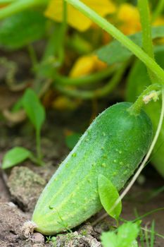 Green cucumber on a vine in a garden