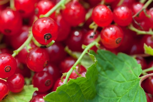 Close up view of a heap of red currants with green leaf