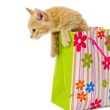 Sweet kitten is sitting in a shopping bag.