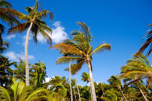 Many palms and a blue sky