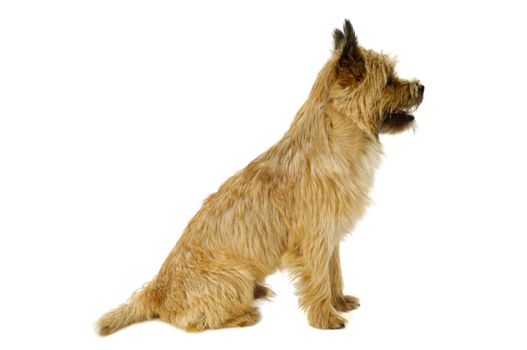 Sweet dog is sitting on a white background. The breed of the dog is a Cairn Terrier.