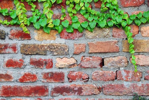 old red brick wall surface with green ivy branch