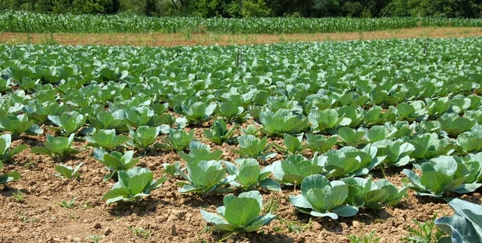 green cabbage in rows growing on field