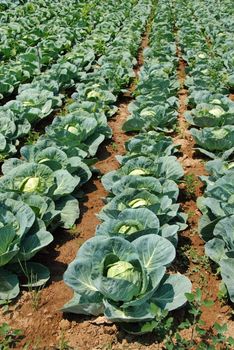 green cabbage in rows growing on field