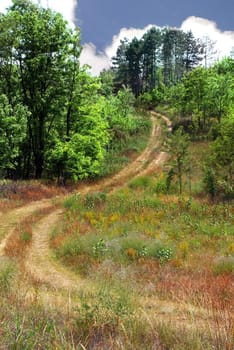 curve rural road over green meadow and trees