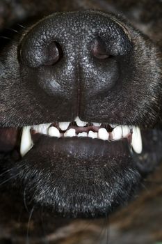 Detail of the dog bared teeth - fangs