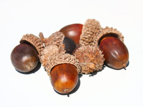 Autumn browns acorns close up isolated on a white background