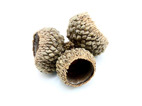 acorns on the white background
