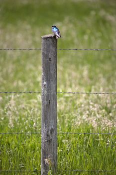 Tree Swallow (Tachycineta bicolor) is a migratory passerine bird of the swallow family Hirundinidae