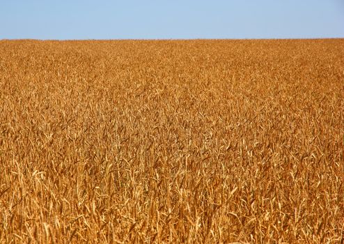 Yellow grain ready for harvest growing in a farm field