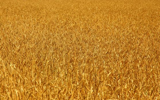 Yellow grain ready for harvest growing in a farm field