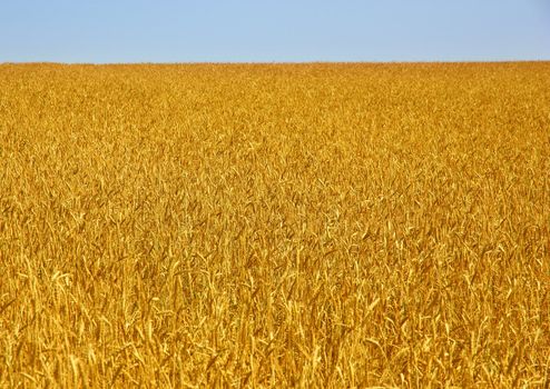 Yellow grain ready for harvest growing in a farm field