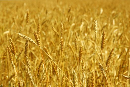 Yellow grain ready for harvest growing in a farm field