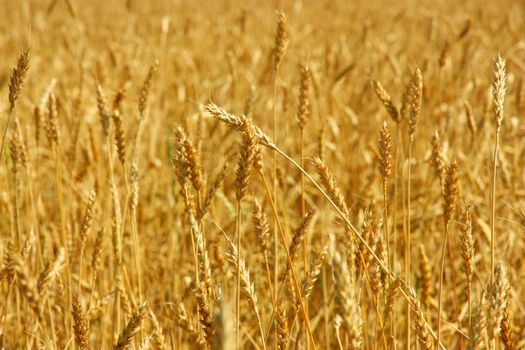 Yellow grain ready for harvest growing in a farm field