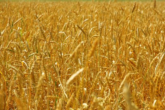 Yellow grain ready for harvest growing in a farm field
