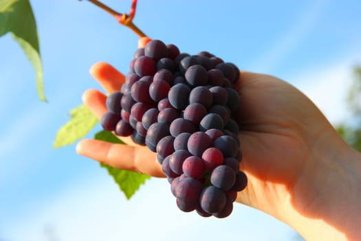 hand holding grape clusters against blue sky