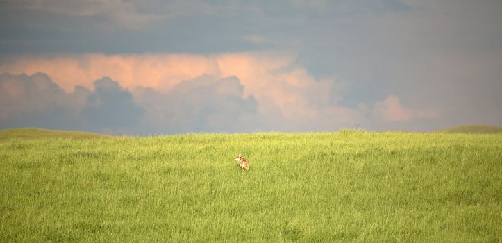 Coyote (Canis latrans)  stands less than two feet (0.6 m) tall and varies in color from gray to tan with sometimes a reddish tint to its coat.