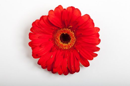 closeup of a red flower