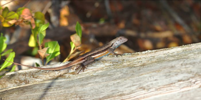 A Florida Scrub Lizard (Sceloporus woodi) rests on a log in central Florida.