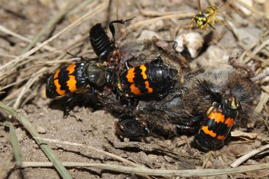 Burying Beetles (Nicrophorus orbicollis) on a dead mouse at Rock Cut State Park in northern Illinois.