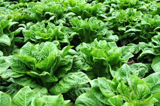 Fresh green asparagus lettuce growing in the fields in spring