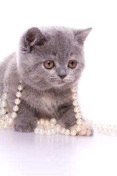 little kitty with pearls on a white background
