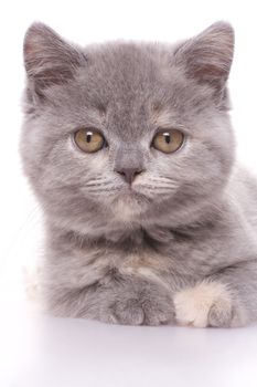 little kitty with pearls on a white background