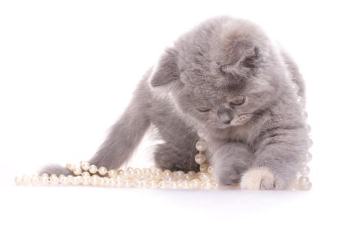 little kitty with pearls on a white background