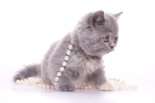 little kitty with pearls on a white background